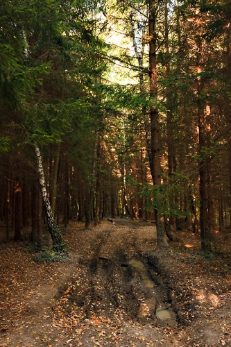 La Maladière : Sur un sentier dans les bois dans lesquels le soleil commence à pénétrer