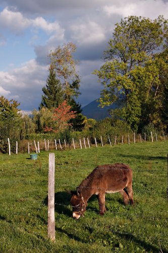 La Maladière : Un petit âne paissant tranquillement dans son enclos
