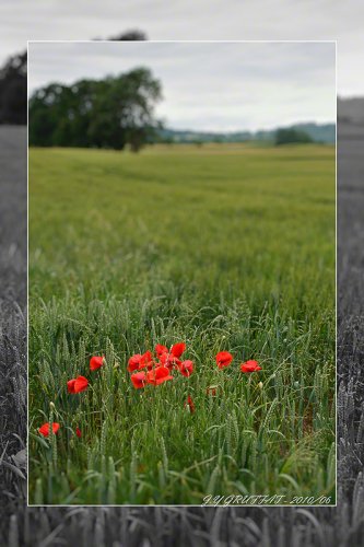 40d10065coquelicot201006f
