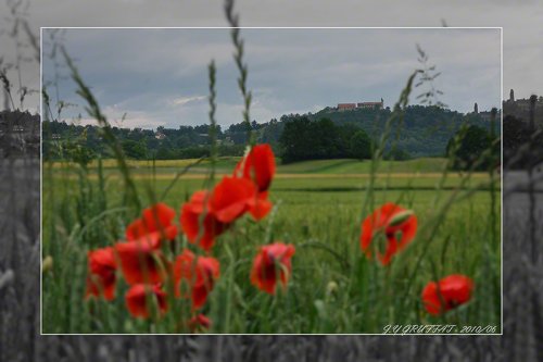 40d10083coquelicot201006f
