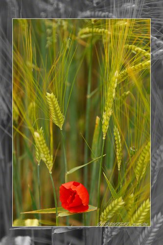 40d10094coquelicot201006f