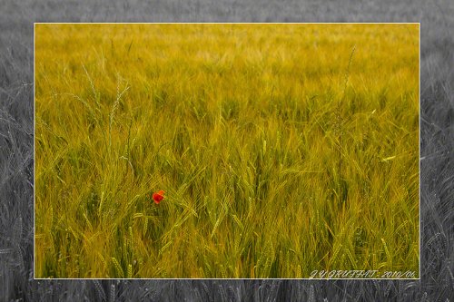 40d10114coquelicot201006f