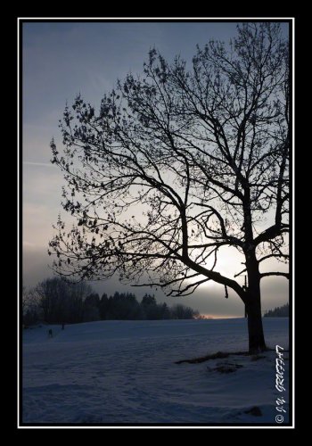 Silhouette hivernale