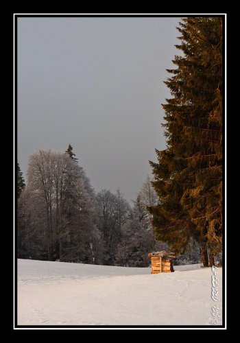 Un peu de bois pour l'hiver ?