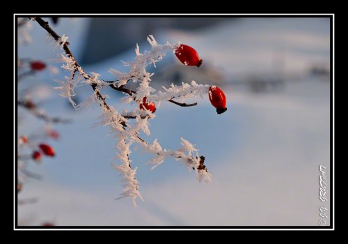 Rouge givré au soleil couchant