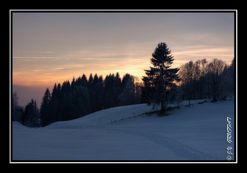 Lumière flamboyante d'un coucher de soleil derrière les sapins
