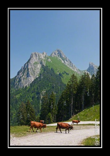 Vaches et Dent d'Oche