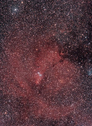 NGC2264 - Arbre de Noël