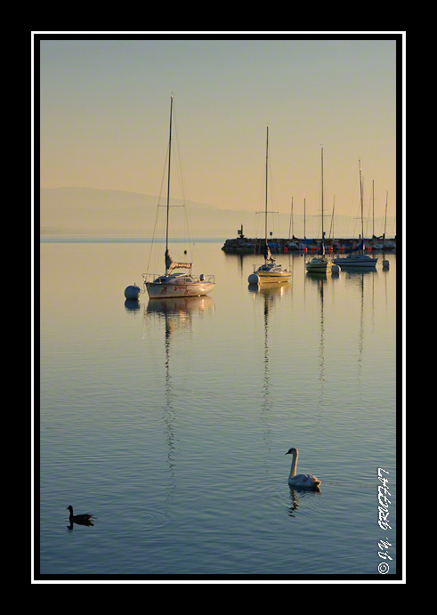 Voiliers et cygne sur les eaux calmes du lac Léman au lever du soleil