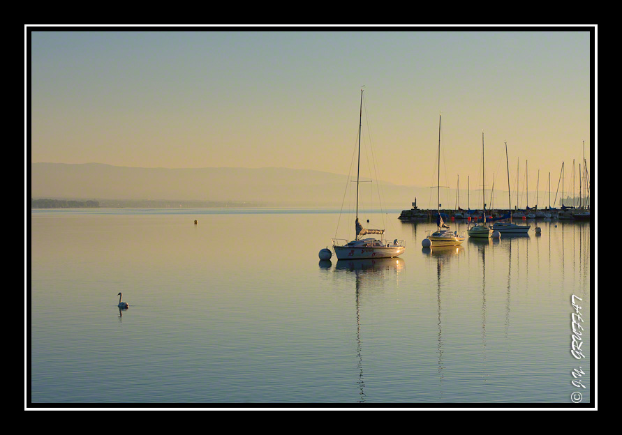 Voiliers et cygne sur les eaux calmes du lac Léman au lever du soleil