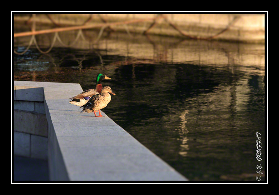 Canards en promenade matinale sous le Pont du Mont-Blanc